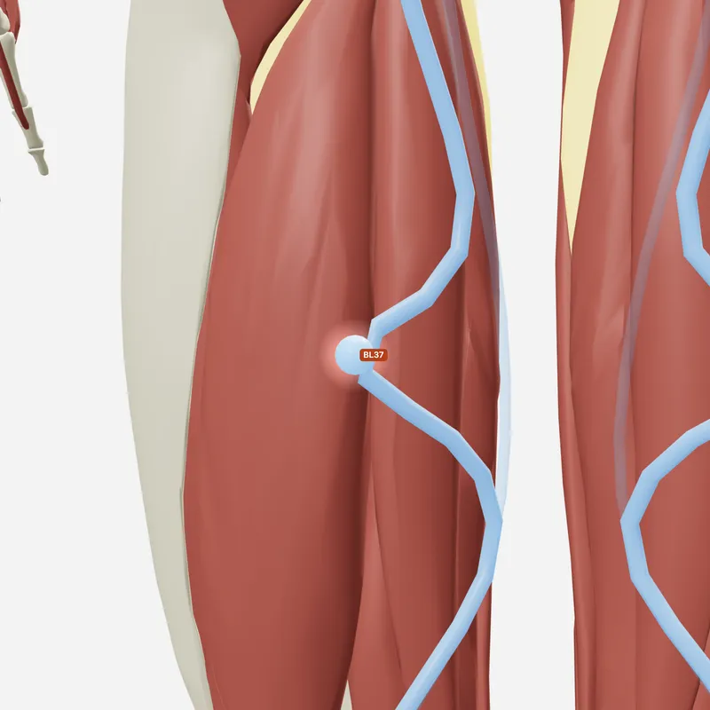 Huyệt Ân Môn — trên giải phẫu