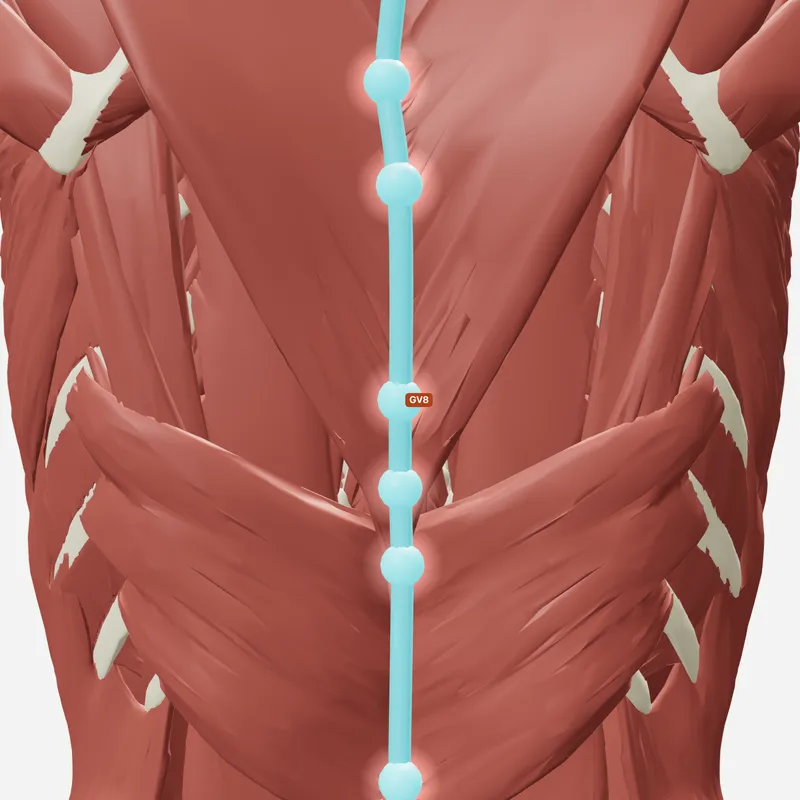 Huyệt Cân Súc — trên giải phẫu