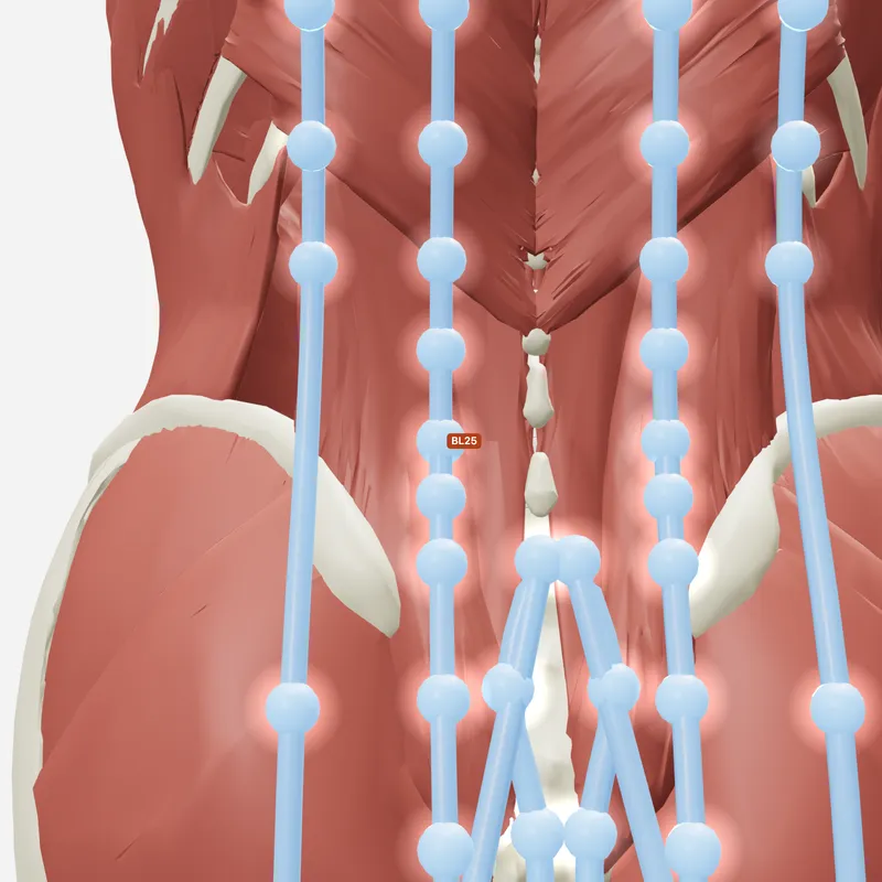 Huyệt Đại Trường Du — trên giải phẫu