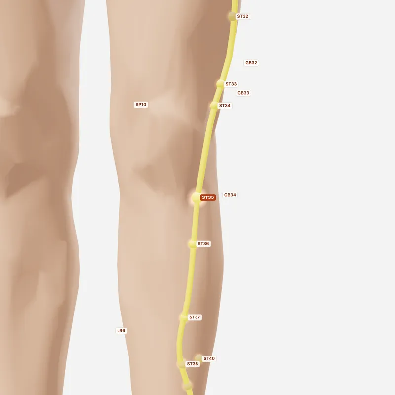 Huyệt Độc Tỵ — huyệt lân cận