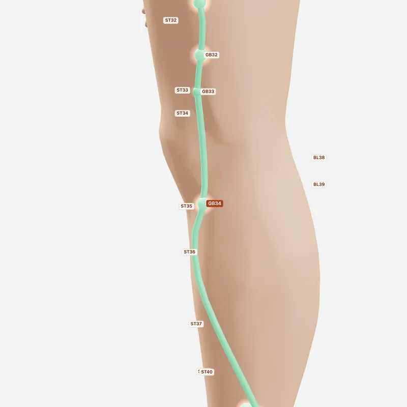 Huyệt Dương Lăng Tuyền — huyệt lân cận