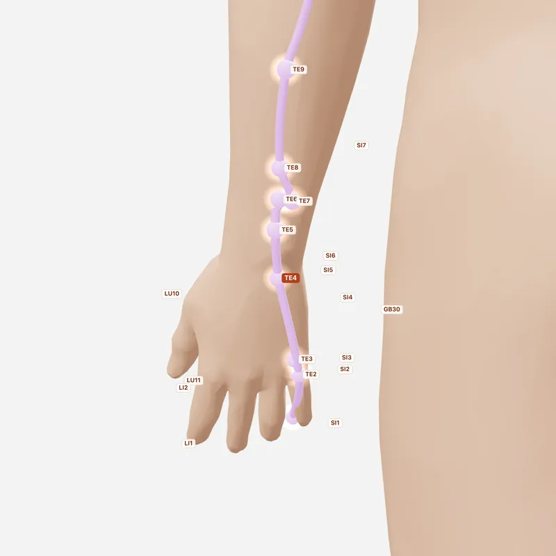 Huyệt Dương Trì — huyệt lân cận
