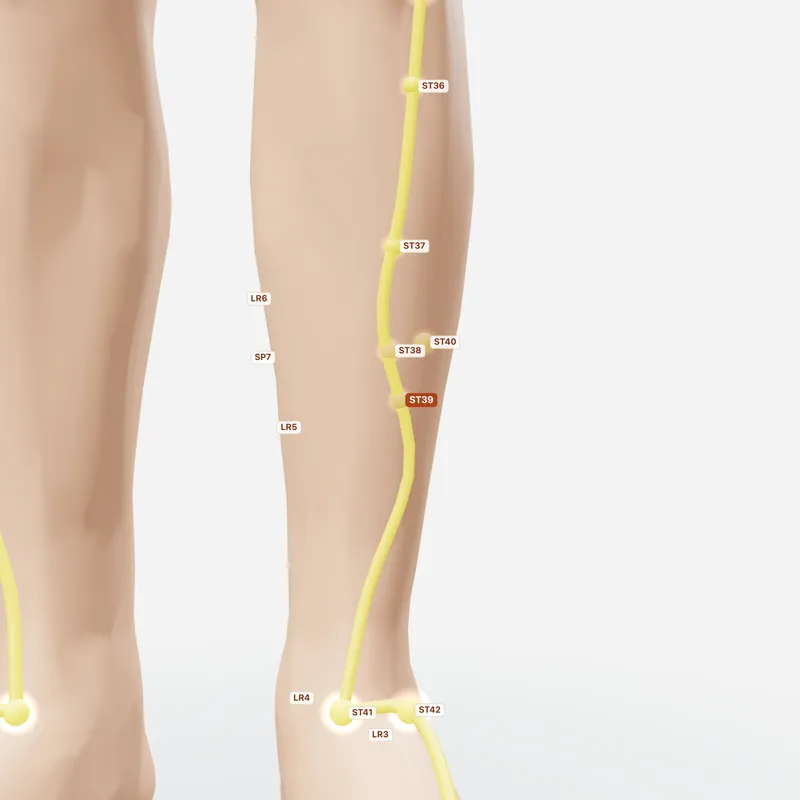 Huyệt Hạ Cự Hư — huyệt lân cận