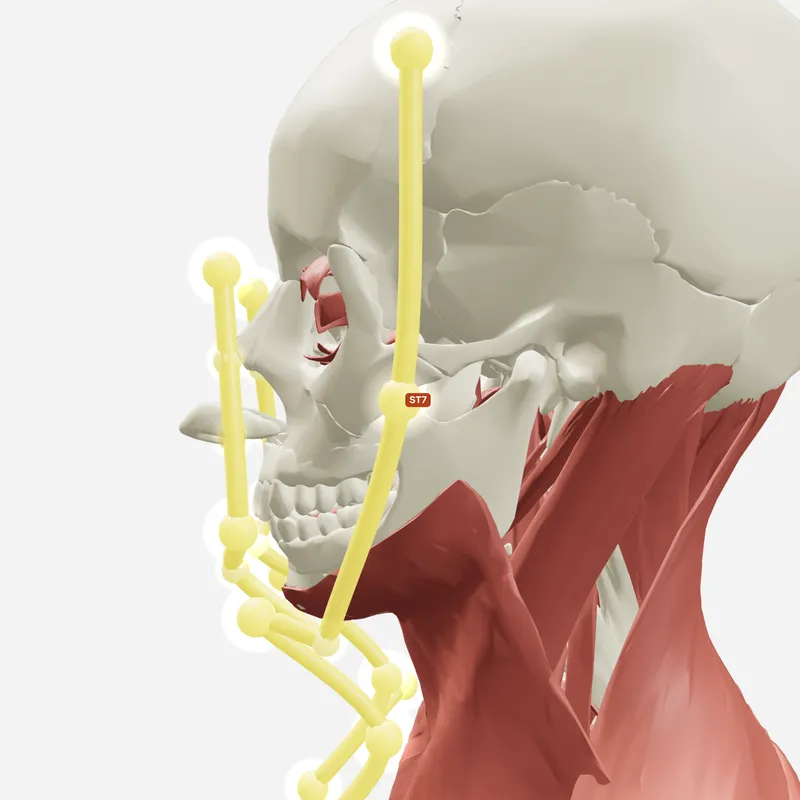 Huyệt Hạ Quan — trên giải phẫu