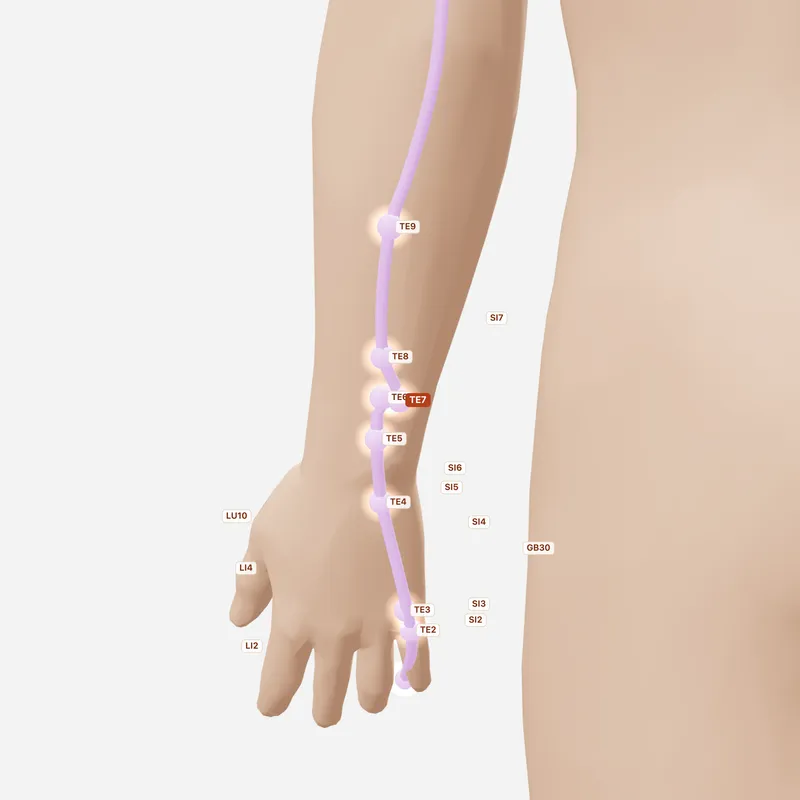 Huyệt Hội Tông — huyệt lân cận