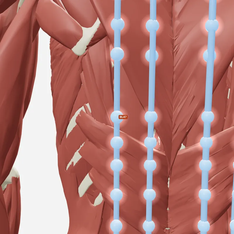 Huyệt Hồn Môn — trên giải phẫu