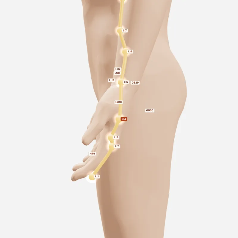 Huyệt Hợp Cốc — huyệt lân cận