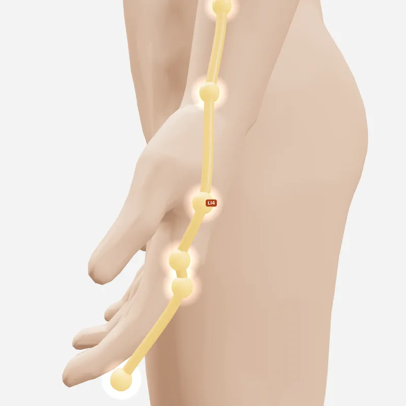 Huyệt Hợp Cốc — trên da