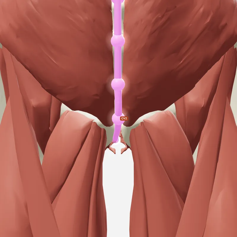Huyệt Khúc Cốt — trên giải phẫu