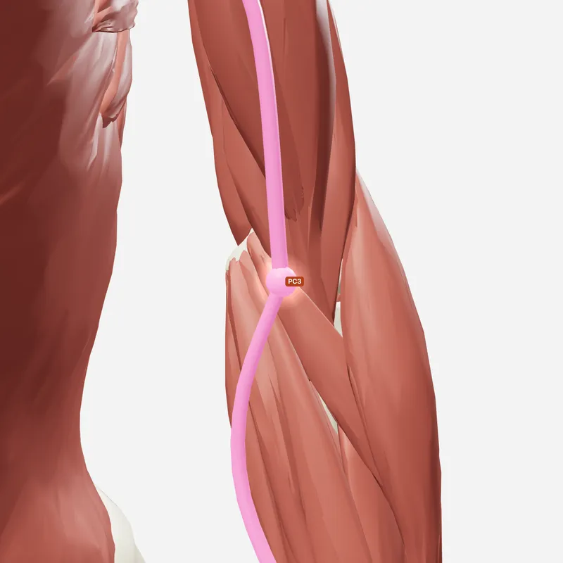Huyệt Khúc Trạch — trên giải phẫu