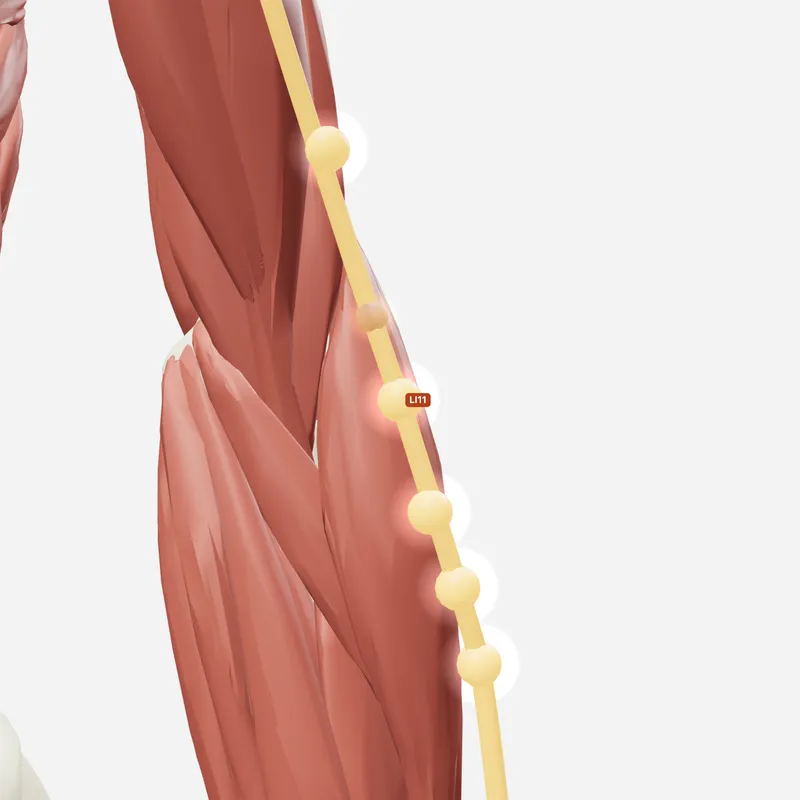 Huyệt Khúc Trì — trên giải phẫu