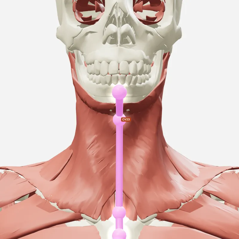 Huyệt Liêm Tuyền — trên giải phẫu