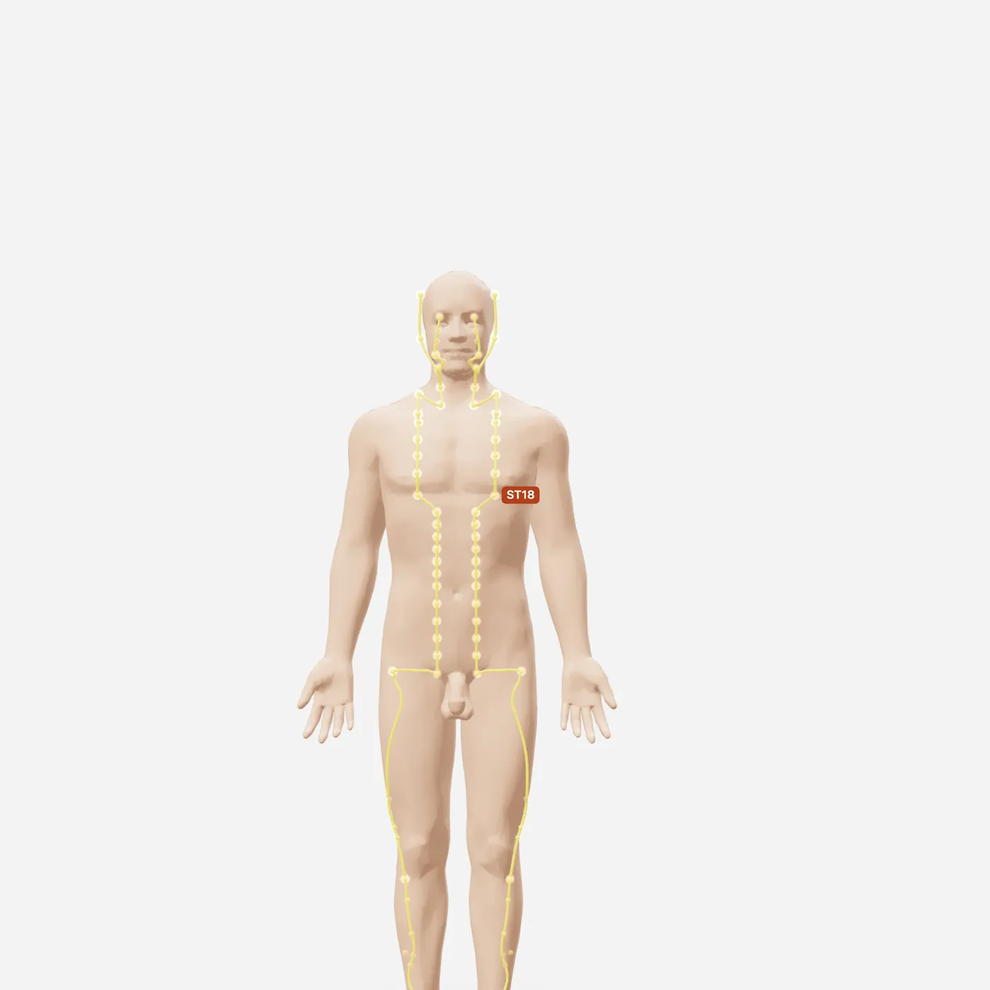 Huyệt Nhũ Căn — toàn đường kinh
