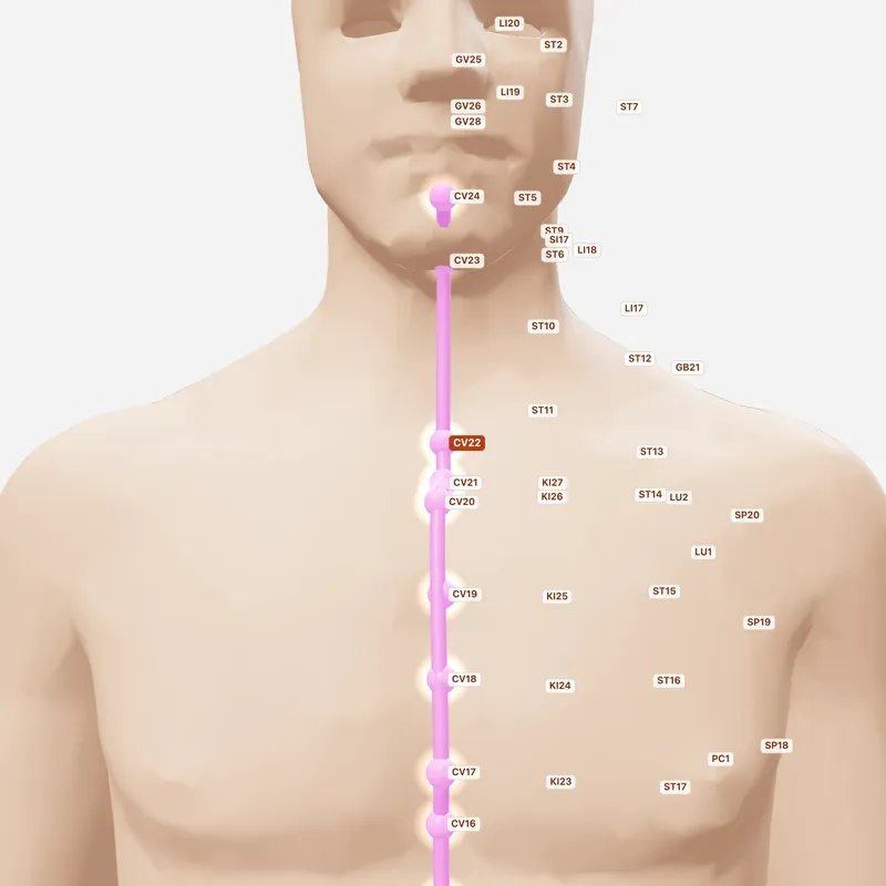 Huyệt Thiên Đột — huyệt lân cận