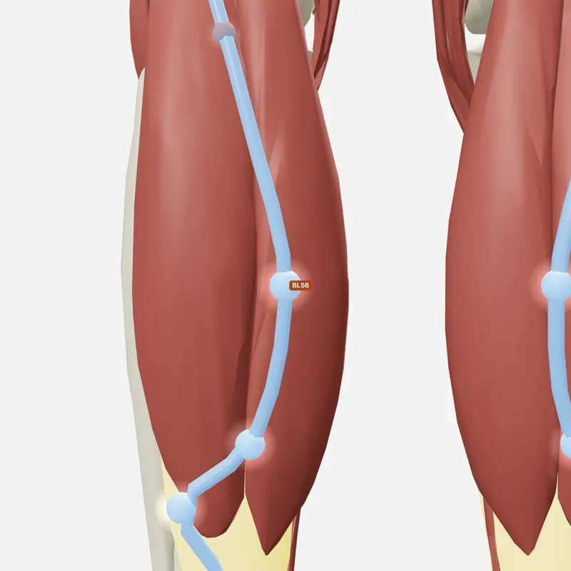 Huyệt Thừa Cân — trên giải phẫu