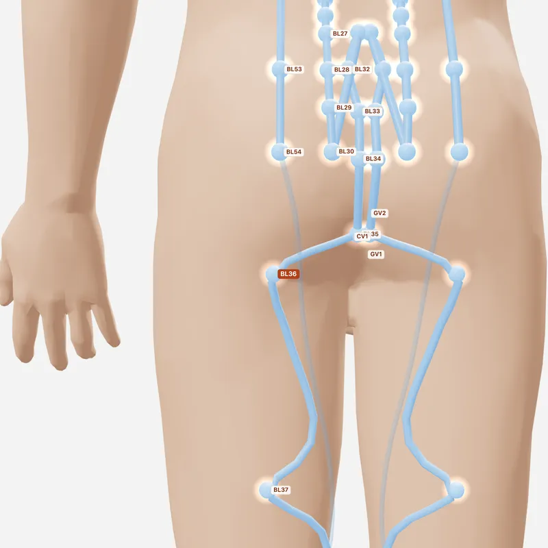 Huyệt Thừa Phù — huyệt lân cận