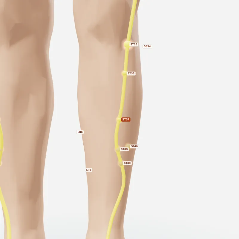 Huyệt Thượng Cự Hư — huyệt lân cận