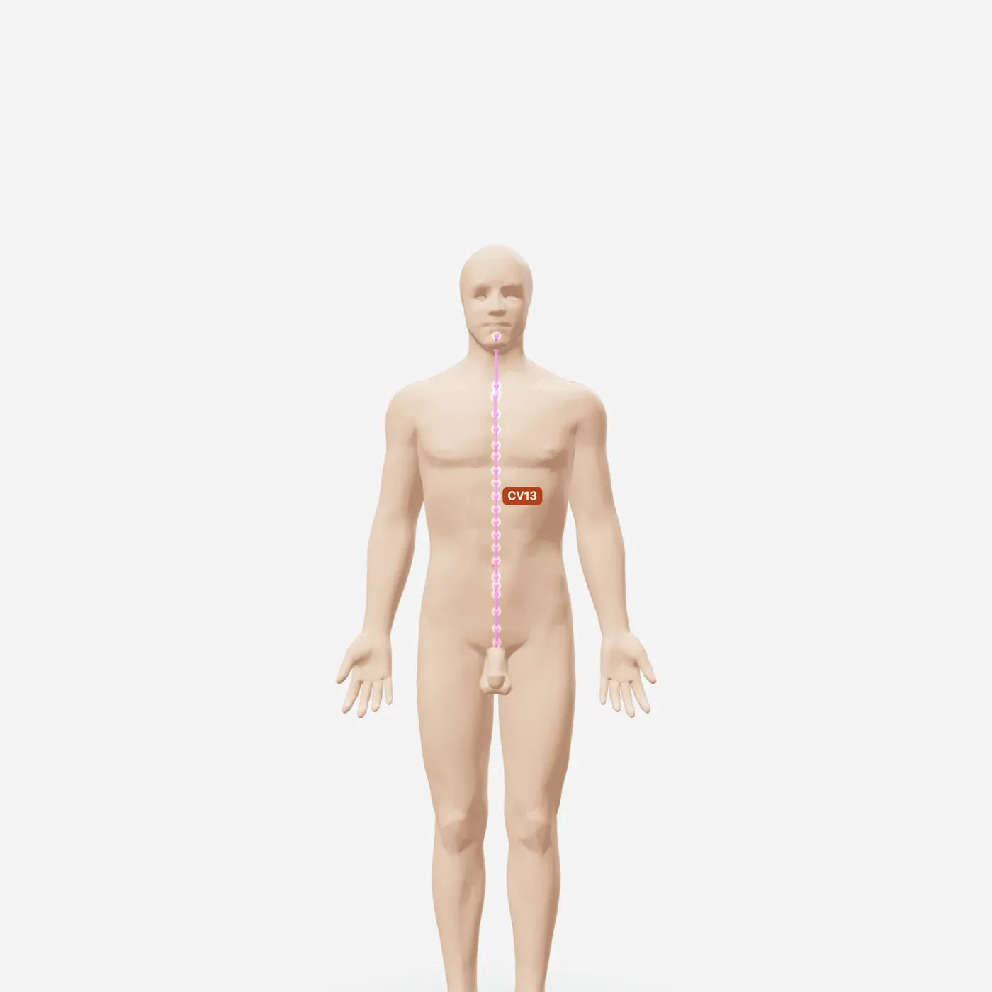 Huyệt Thượng Quản — toàn đường kinh
