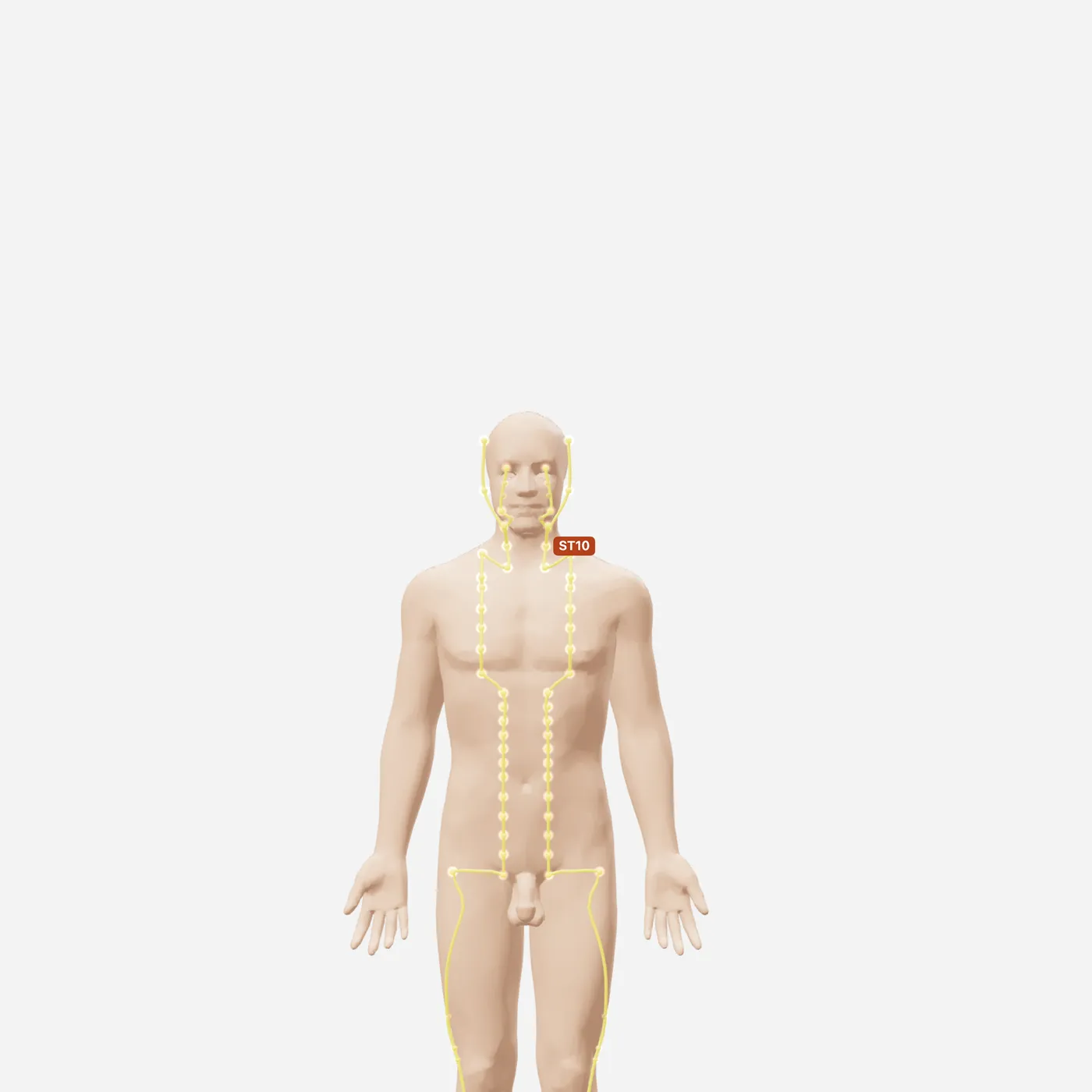 Huyệt Thủy Đột — toàn đường kinh