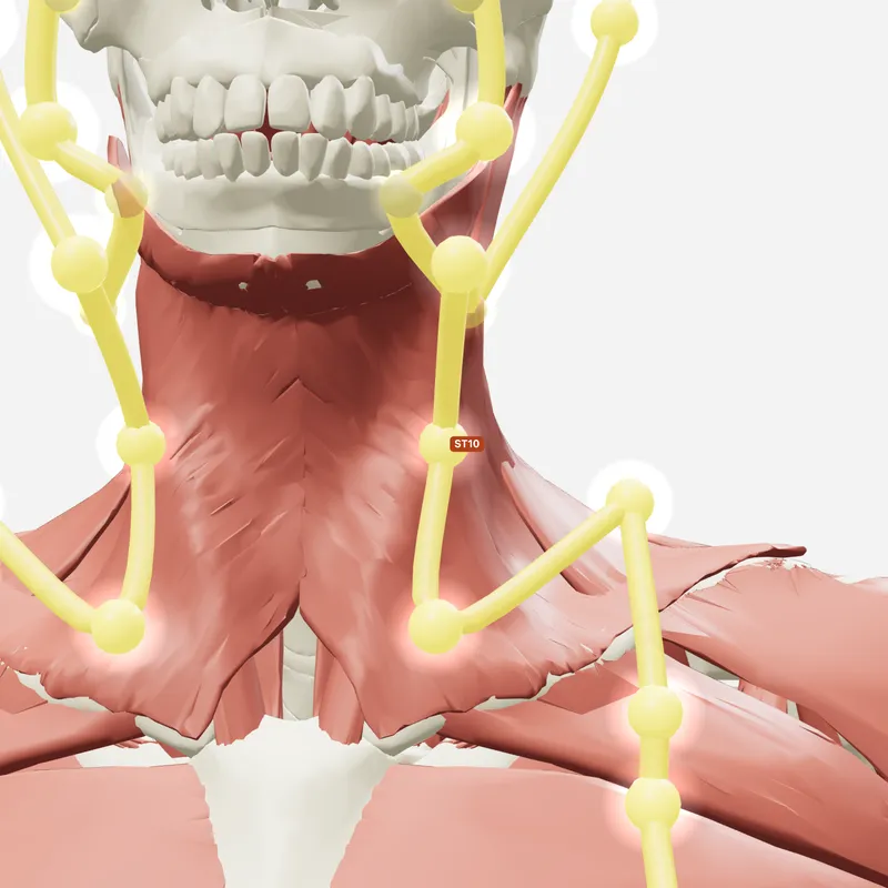 Huyệt Thủy Đột — trên giải phẫu