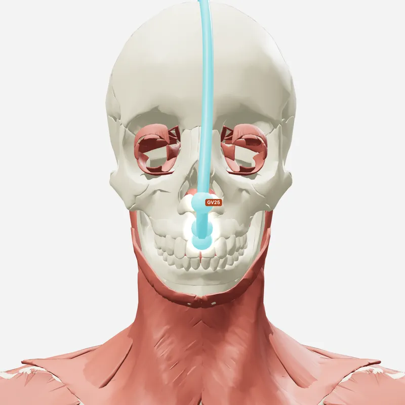 Huyệt Tố Liêu — trên giải phẫu