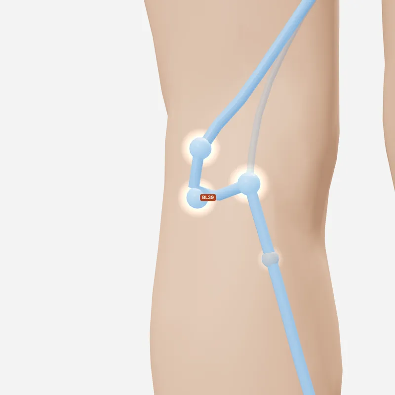 Huyệt Ủy Dương — trên da