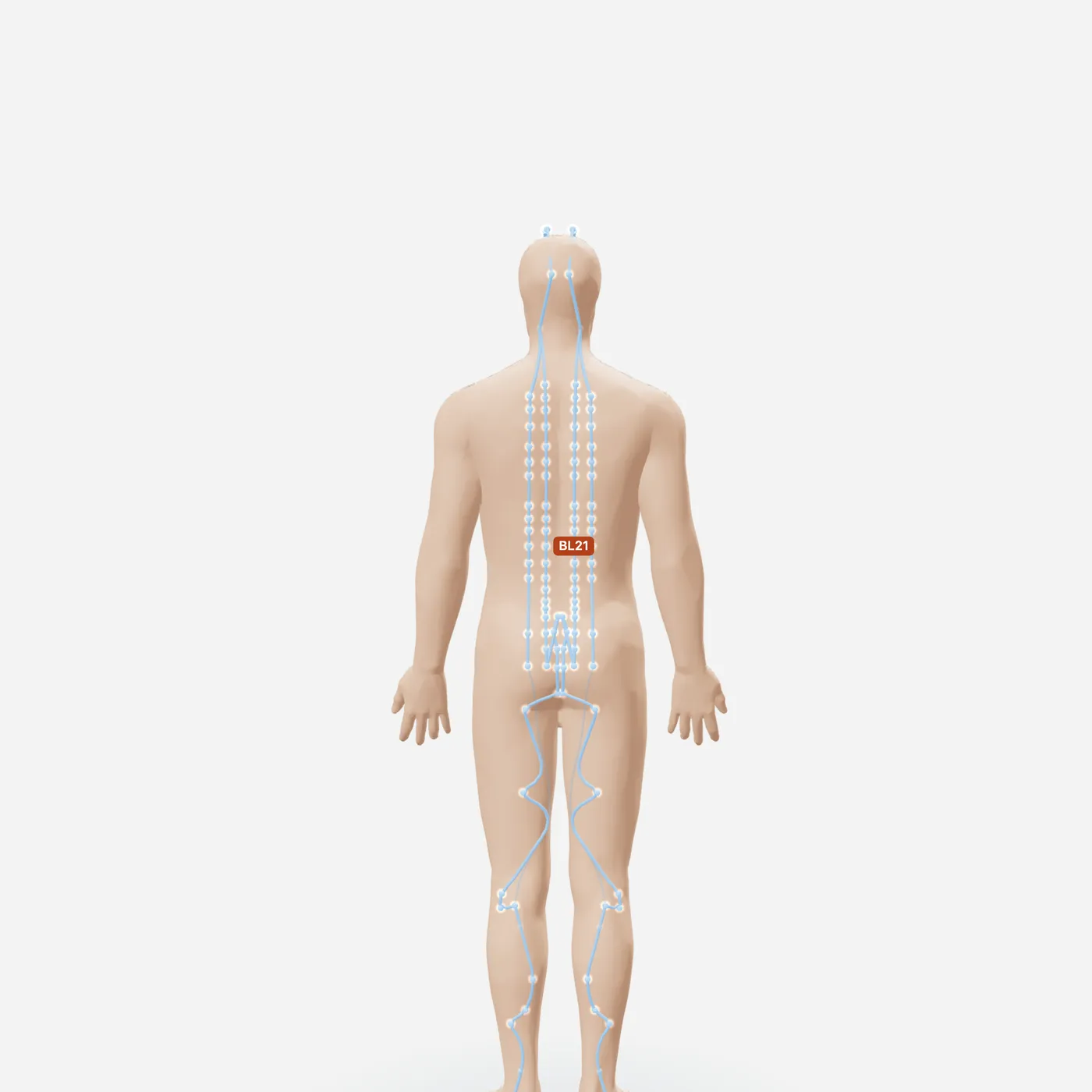 Huyệt Vị Du — toàn đường kinh