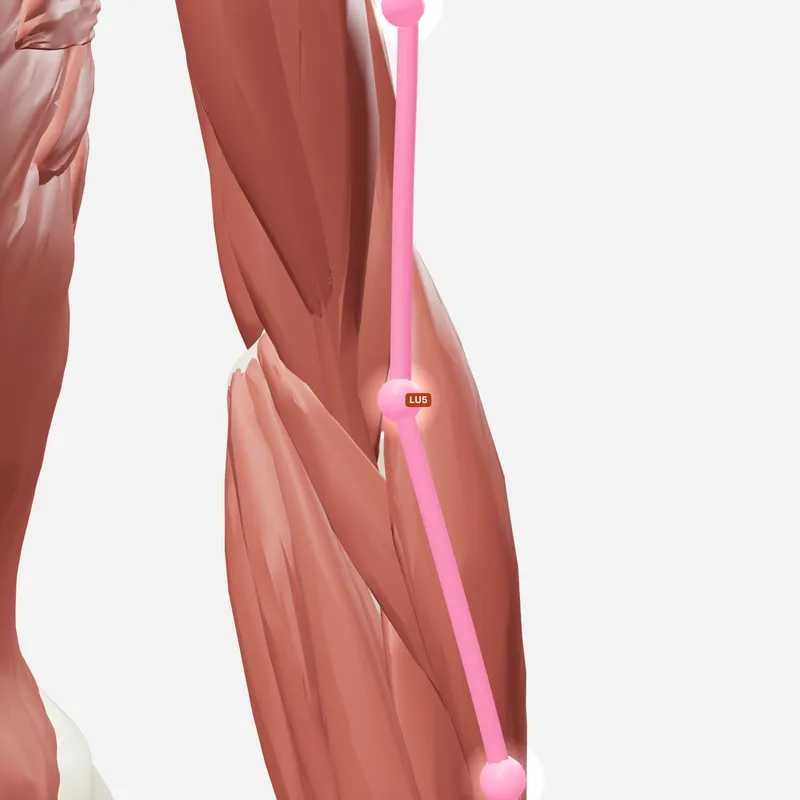 Huyệt Xích Trạch — trên giải phẫu