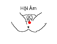 Sơ đồ huyệt Hội Âm