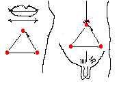 Sơ đồ huyệt Sán Khí Huyệt