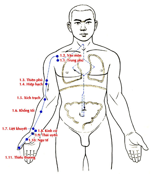 Sơ đồ Kinh Thủ Thái âm Phế
