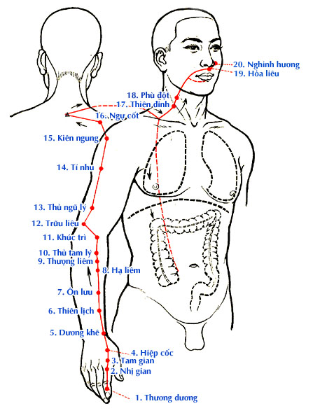 Sơ đồ Kinh Thủ Dương Minh Đại Trường