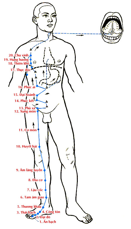 Sơ đồ Kinh Túc Thái Âm Tỳ