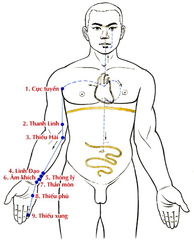 Sơ đồ Kinh Thủ Thiếu Âm Tâm