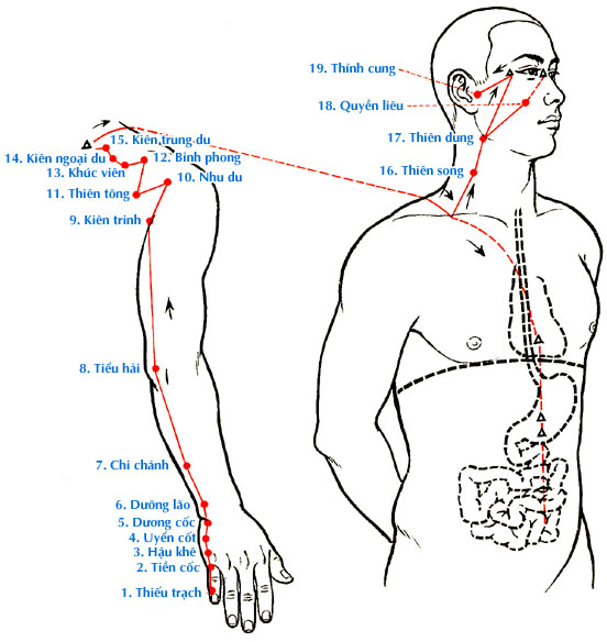 Sơ đồ Kinh Thủ Thái Dương Tiểu Trường