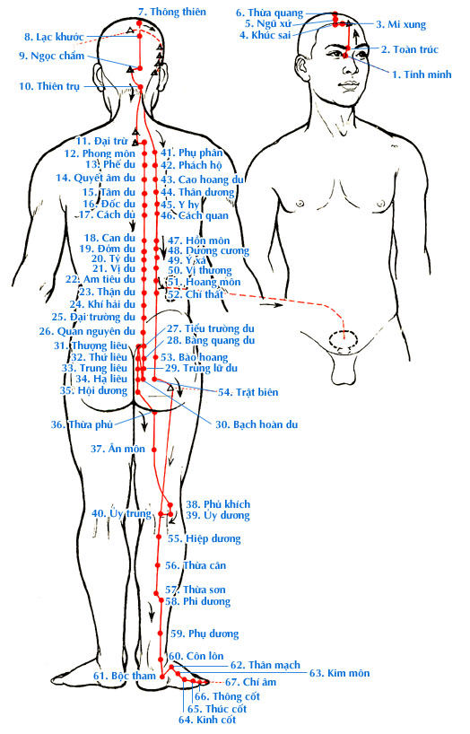 Sơ đồ Kinh Túc Thái Dương Bàng Quang