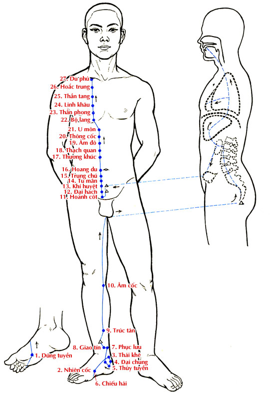 Sơ đồ Kinh Túc Thiếu Âm Thận