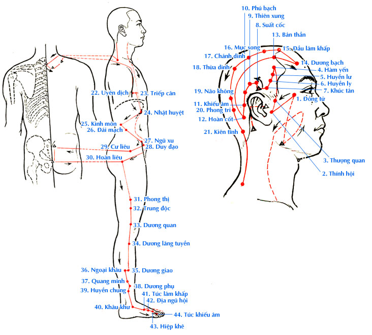 Sơ đồ Kinh Túc Thiếu Dương Đởm