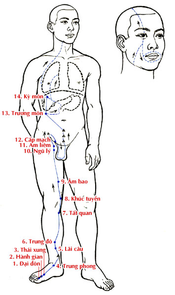 Sơ đồ Kinh Túc Quyết Âm Can